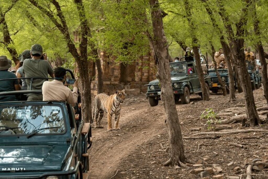 Ranthambore